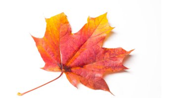 Sonbahar resmi, sonbahar akçaağaç yaprakları, beyaz torba üzerinde yaprak.