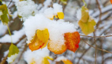 Sezonun ilk karını gece boyunca aldık.