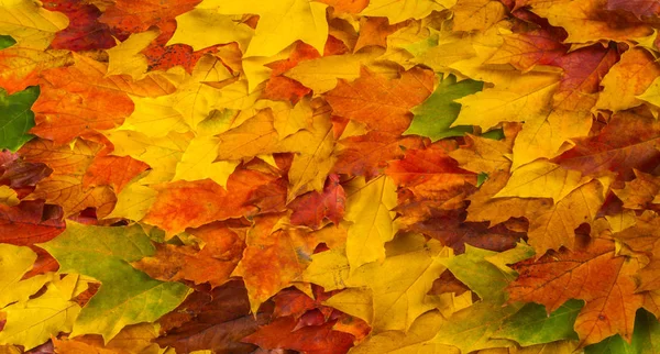 Herbstmalerei, Ahornblätter, verschiedene Farben. gelb, — Stockfoto