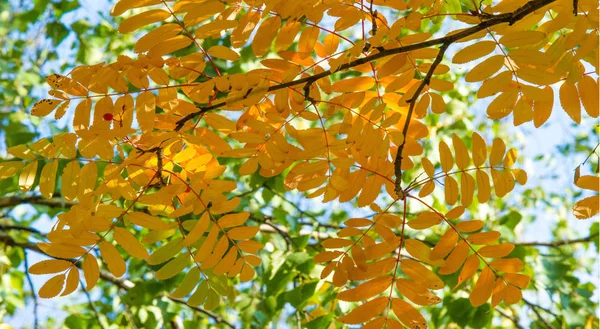 Otoño paisaje fotografía, ceniza de montaña en plena belleza, illum — Foto de Stock