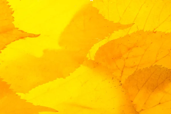 Red and yellow maple leaves on a white background. When the leav — Stock Photo, Image