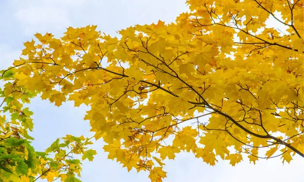 Herfst landschap van fotografie, Maple Tree of struik met Gelobde — Stockfoto