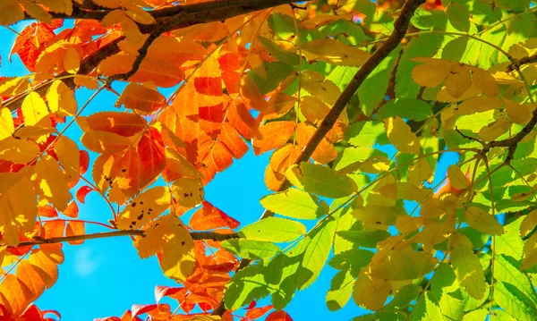 Herbstlandschaftsfotografie, Eberesche in voller Schönheit, illum — Stockfoto