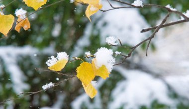 Sezonun ilk karını gece boyunca aldık.