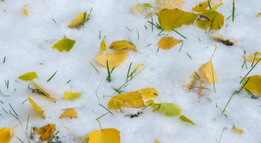 İlk kar, geç sonbahar, sonbahar kar üzerinde bırakır. Kar yağışı