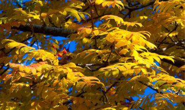 Sonbahar manzara fotoğrafçılığı, tam güzellikte dağ külleri, illum