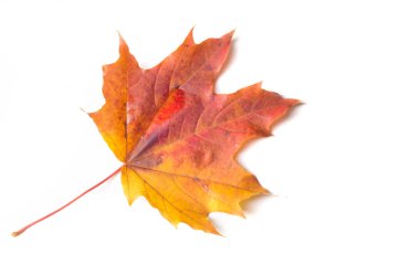 Sonbahar resmi, sonbahar akçaağaç yaprakları, beyaz torba üzerinde yaprak.