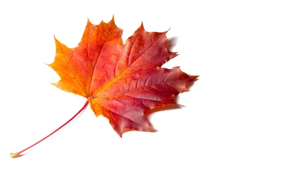 Textuur achtergrond, patroon. Herfst kleurrijke esdoorn bladeren. esdoorn — Stockfoto