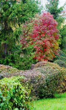 Sonbahar manzara fotoğrafçılığı, tam güzellikte dağ külleri, illum