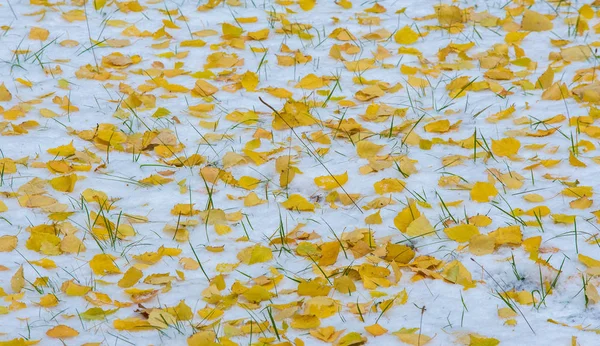 Vi fick vår första snö av säsongen under natten, damma i — Stockfoto