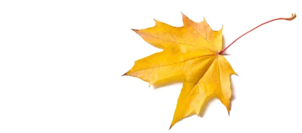 秋の絵画、秋のカエデの葉、白い背に孤高の葉 — ストック写真