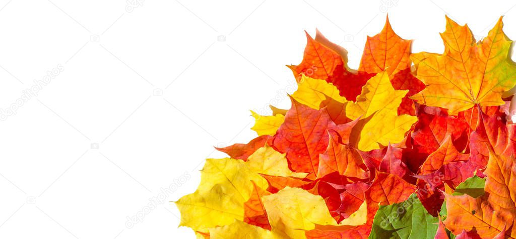 red and yellow maple leaves on a white background. When the leav