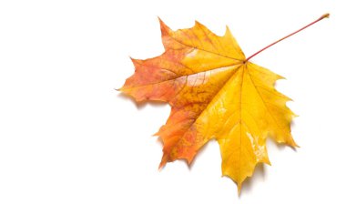 Doku arka planı, desen. Sonbahar renkli akçaağaç yaprakları. Akçaağaç