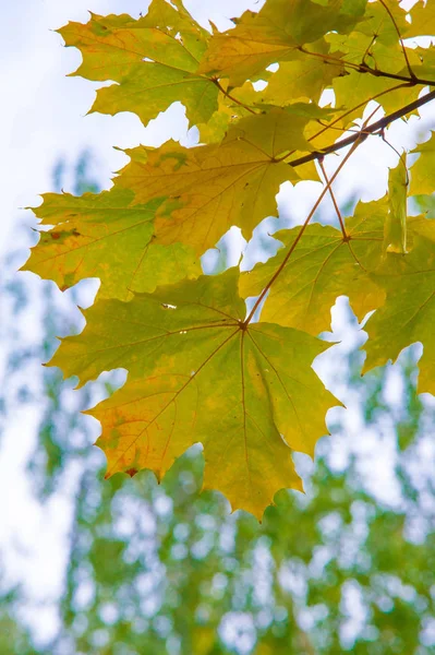 Осенний пейзаж фотографии, клен или кустарник с лопаточным покрытием — стоковое фото