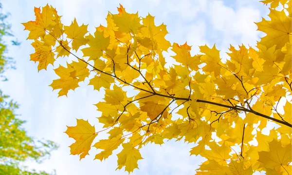 Herfst landschap van fotografie, Maple Tree of struik met Gelobde — Stockfoto