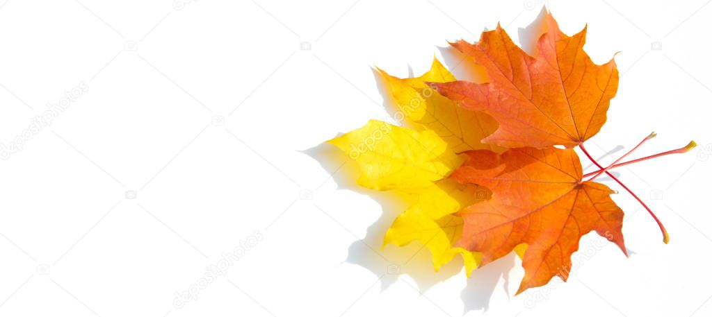 Texture background, pattern. Autumn colorful maple leaves. Maple