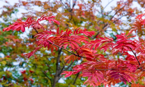 Herbstlandschaftsfotografie, Eberesche in voller Schönheit, illum — Stockfoto