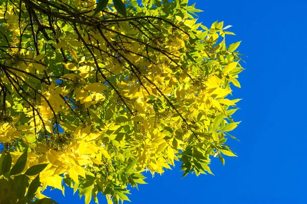 Paisagem de outono, Folhas de outono com o fundo do céu azul, Ye — Fotografia de Stock