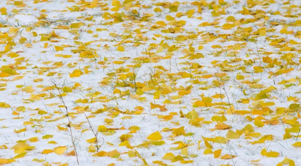 La primera nieve, a finales de otoño, las hojas de otoño en la nieve. nevadas —  Fotos de Stock