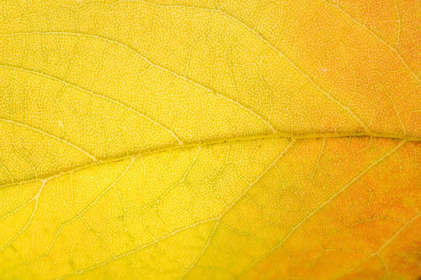 Feuilles d'érable rouges et jaunes sur fond blanc. Quand le leav — Photo