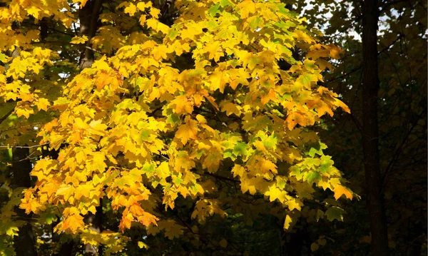 Herbstlandschaft der Fotografie, Ahornbaum oder Strauch mit gelappten — Stockfoto