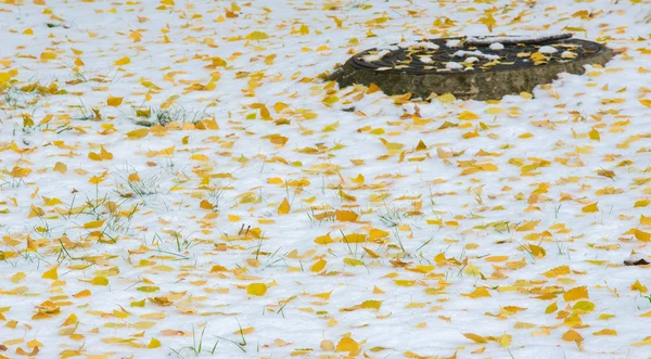 La prima neve, fine autunno, foglie autunnali sulla neve. nevicate — Foto Stock