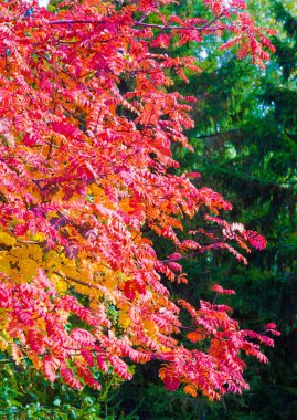 Sonbahar manzara fotoğrafçılığı, tam güzellikte dağ külleri, illum
