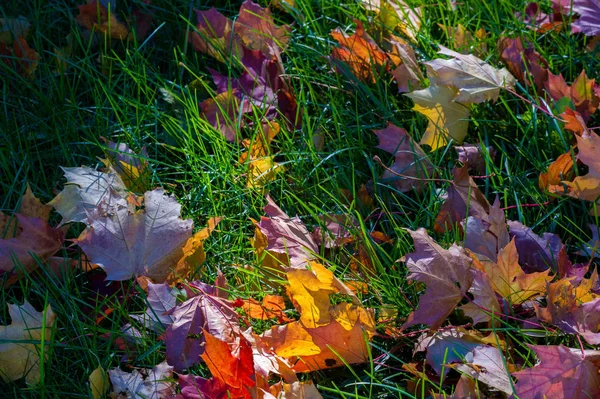 Autumn photography, red-yellow leaves on the lawn. This beauty-f — Stock Photo, Image