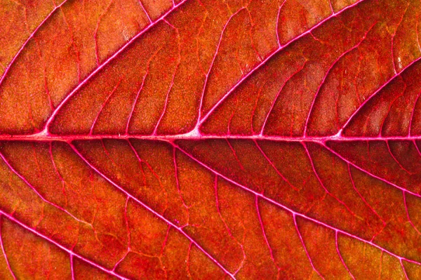 A beautiful plant with red leaves. From above against the light — Stock Photo, Image