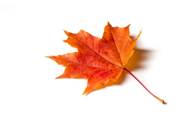 Peinture d'automne, Feuilles d'érable d'automne, Feuille solitaire sur bac blanc — Photo