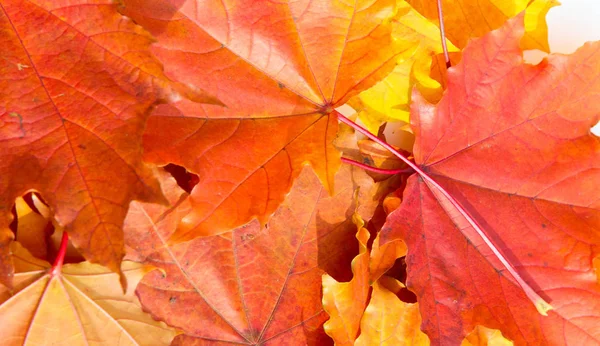 Textura de fondo, patrón. Hojas de arce colorido otoño. Arce — Foto de Stock