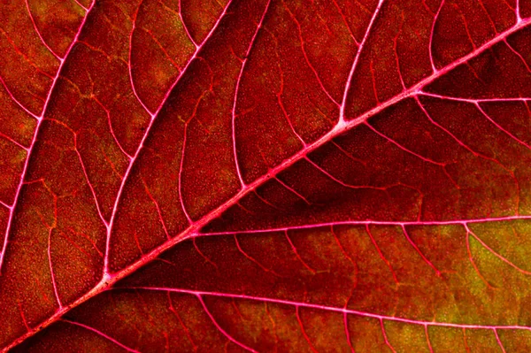 Прекрасна рослина з червоним листям. Зверху проти світла — стокове фото