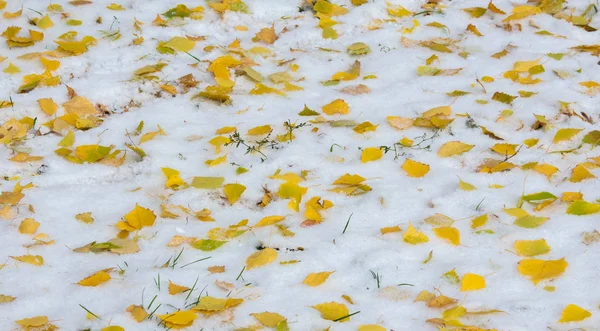 Первый снег, поздняя осень, осенние листья на снегу. снегопад — стоковое фото