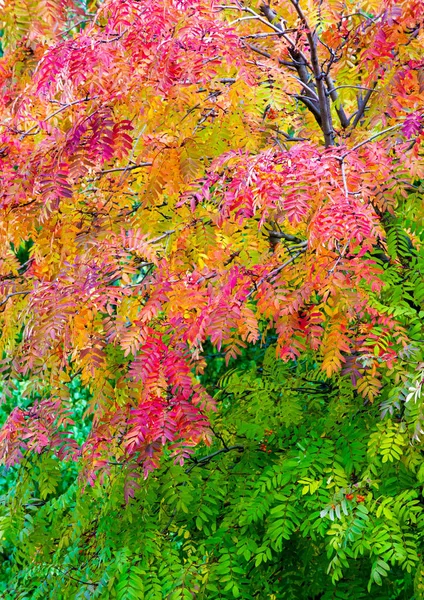 Herbstlandschaftsfotografie, Eberesche in voller Schönheit, illum — Stockfoto