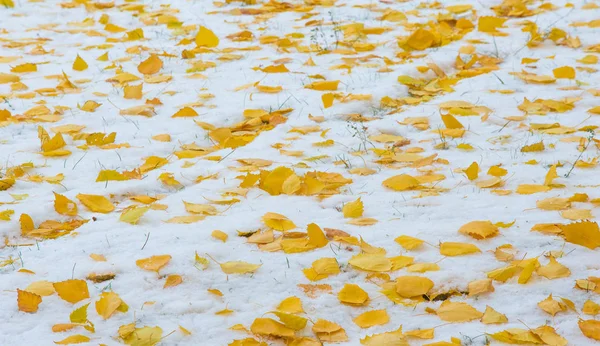 We kregen onze eerste sneeuw van het seizoen tijdens de nacht, afstoffen in — Stockfoto