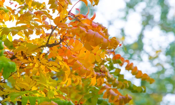 Automne photographie de paysage, frêne de montagne en pleine beauté, illum — Photo