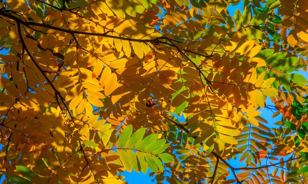 Fotos paisagem Outono, cinza de montanha em plena beleza, illum — Fotografia de Stock