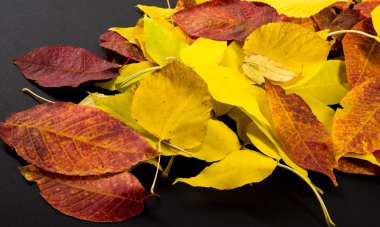 Sonbahar fotoğrafçılığı, akçaağaç yaprakları siyah arka planda, yer: