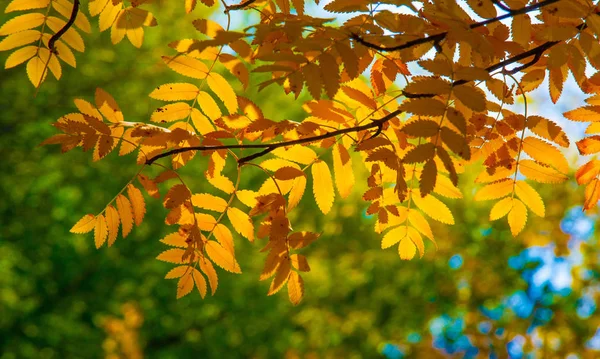 Otoño paisaje fotografía, ceniza de montaña en plena belleza, illum — Foto de Stock