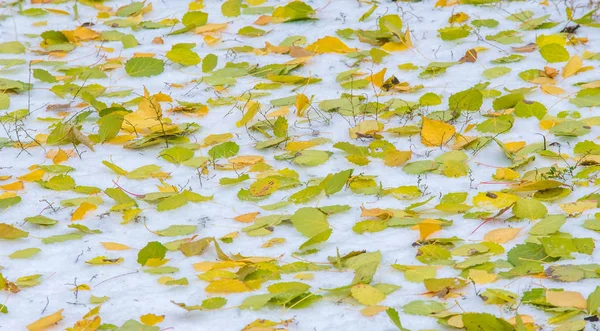 La primera nieve, a finales de otoño, las hojas de otoño en la nieve. nevadas —  Fotos de Stock