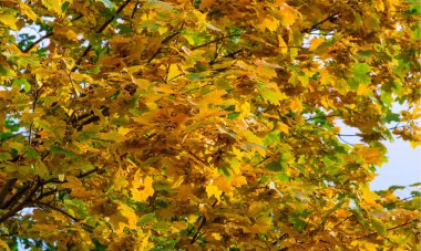 Fotoğrafçılık Sonbahar manzara, Akçaağaç ağacı veya kulplu çalı 