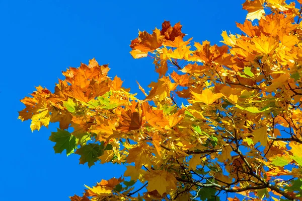 Herfst landschap, herfst bladeren met de achtergrond van de blauwe hemel, gij — Stockfoto