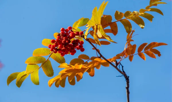 Herbstlandschaftsfotografie, Eberesche in voller Schönheit, illum — Stockfoto