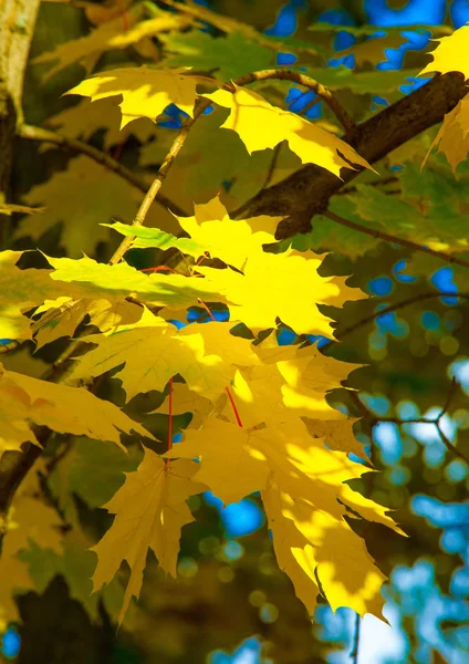 Autumn landscape of photography, Maple tree or shrub with lobed — Stock Photo, Image