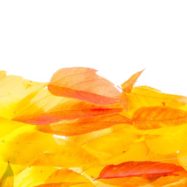 red and yellow maple leaves on a white background. When the leav