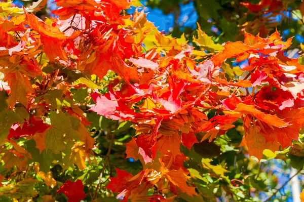 Paisagem de outono, Folhas de outono com o fundo do céu azul, Ye — Fotografia de Stock