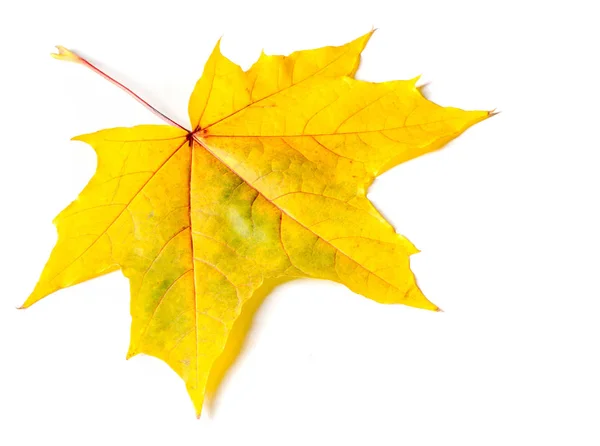 Herbstmalerei, Herbst-Ahornblätter, Solitärblatt auf weißem Bac — Stockfoto