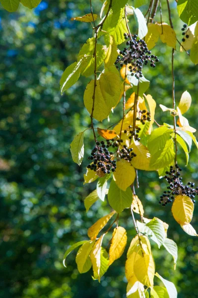 Paisagem de outono, cereja de pássaro de bagas. uma pequena cerejeira selvagem — Fotografia de Stock