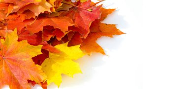 Doku arka planı, desen. Sonbahar renkli akçaağaç yaprakları. Akçaağaç