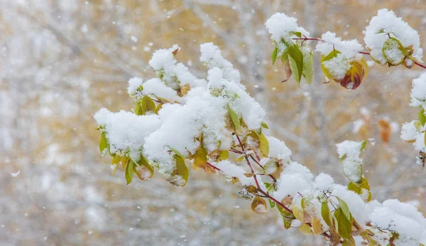 Megvan az első hó a szezon az éjszaka folyamán, portalanítás — Stock Fotó